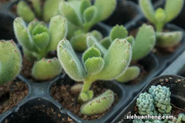 熊童子的养殖方法和注意事项