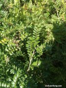 清香木的养殖方法和注意事项