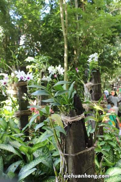 石斛兰的养殖方法和注意事项