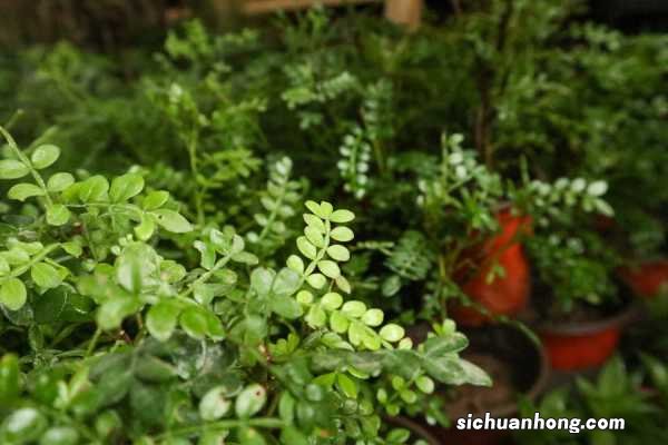 胡椒木的养殖方法和注意事项