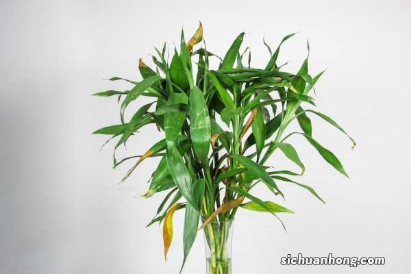 富贵竹剪断了头怎么养