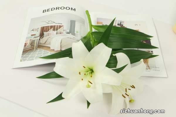 百合花秋天怎么养