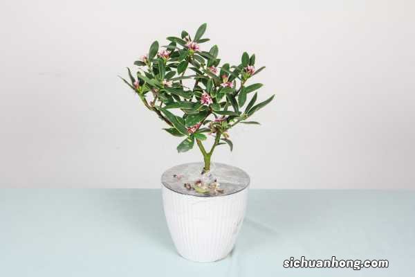 瑞香的养殖方法和注意事项