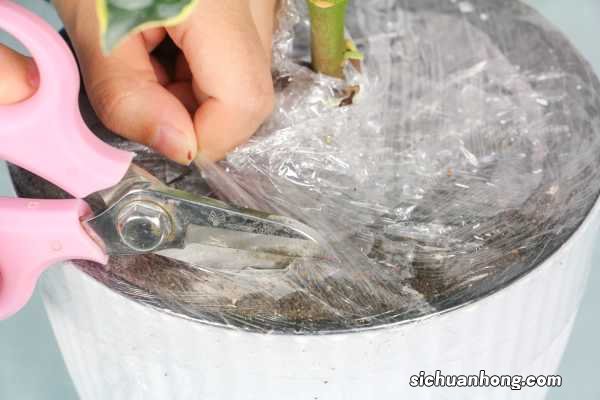 瑞香的养殖方法和注意事项