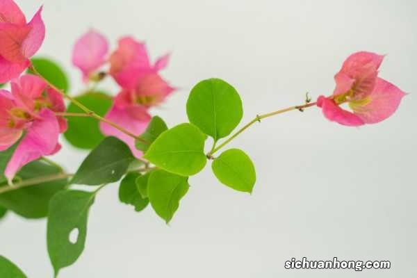 三角梅怎样剪枝