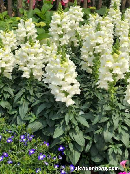 金鱼草秋天怎么养