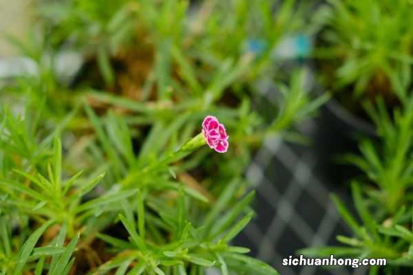 康乃馨怎么插花瓶好看