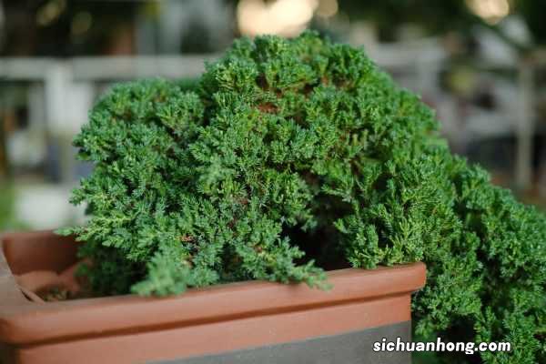 回首四月，是一树一树的花开！