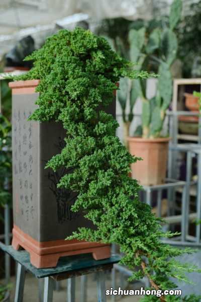 回首四月，是一树一树的花开！