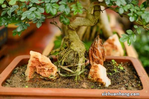 回首四月，是一树一树的花开！