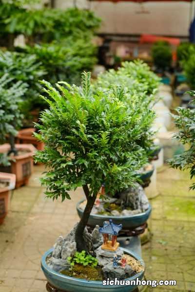 回首四月，是一树一树的花开！