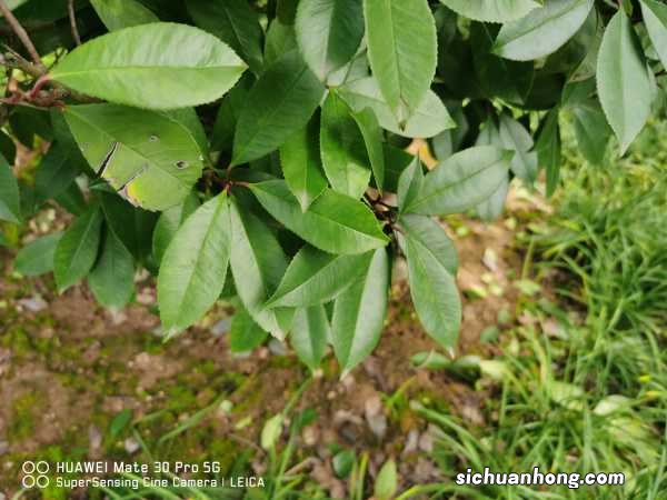 石楠秋天怎么养