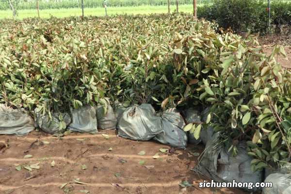 石楠秋天怎么养