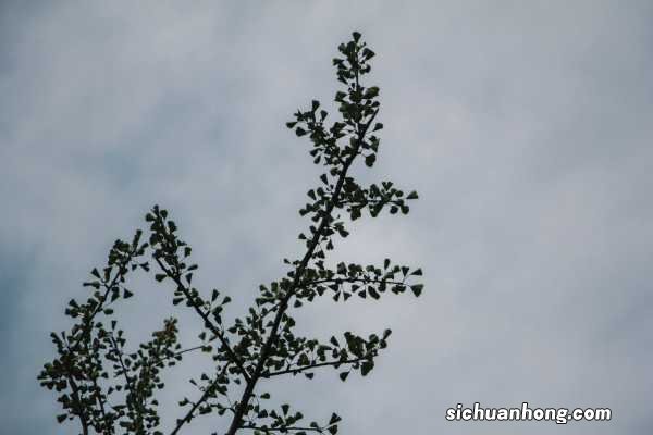 盆景银杏树怎样浇水