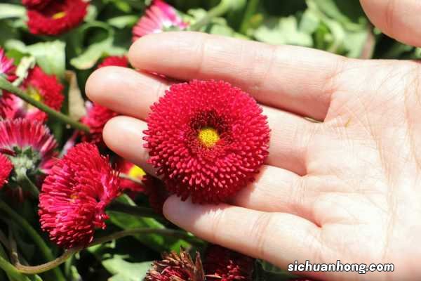 雏菊秋天怎么养