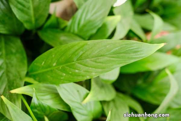 植物一帆风顺怎么养护