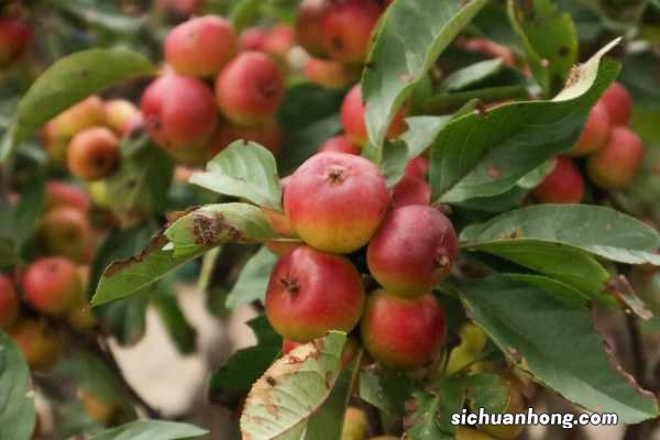海棠花秋天怎么养