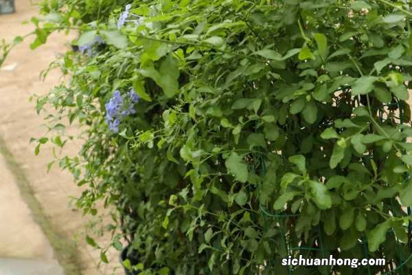 蓝雪花秋天怎么养