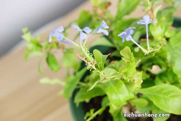 蓝雪花秋天怎么养