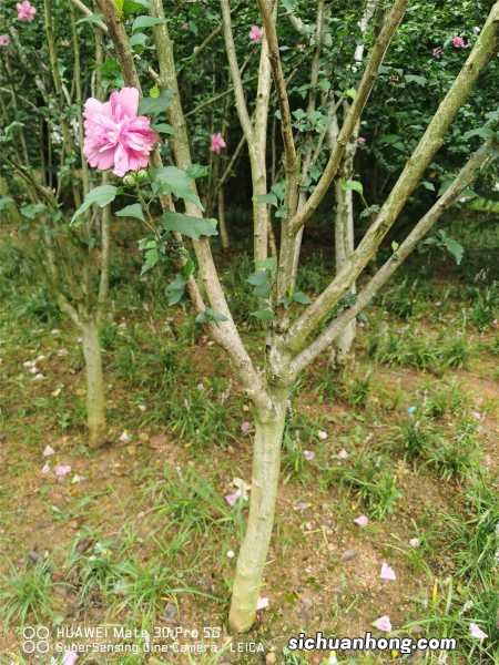 盆栽木槿花怎么养