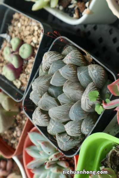 玉露秋天怎么养