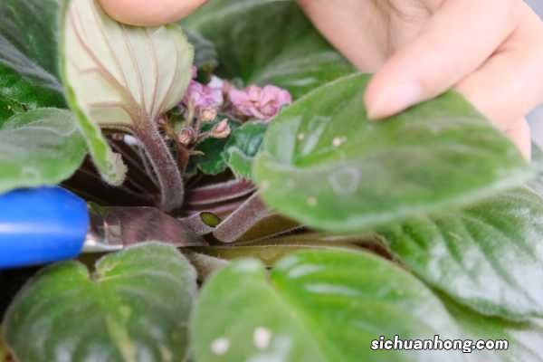 非洲堇秋天怎么养