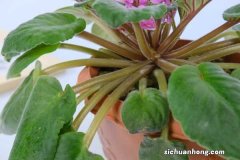 非洲堇秋天怎么养