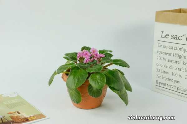 非洲堇秋天怎么养