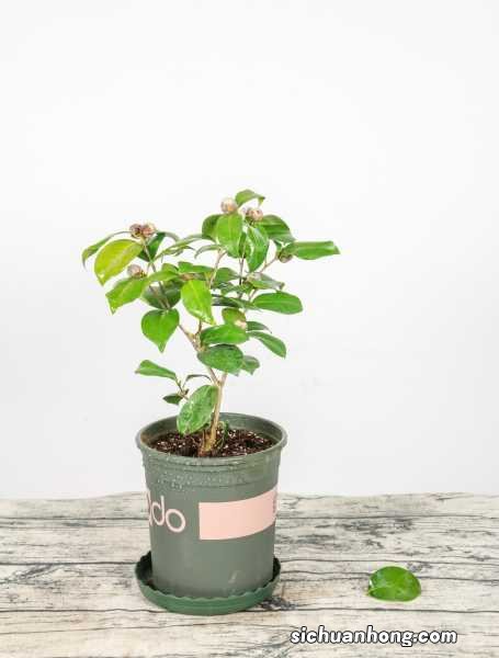 山茶花秋天怎么养