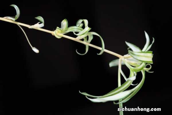 吊兰上竟长金鱼!这花太好养活,2个月长满阳台,拦都拦不住!