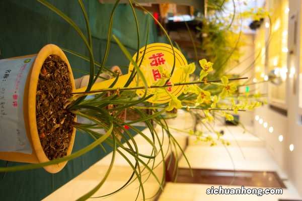 兰花用什么花盆好