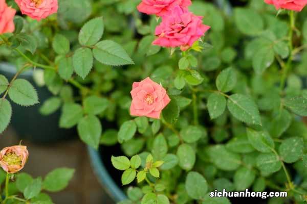 这20种月季，开花如包菜，味道赛香水，简直要中毒了！