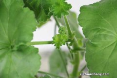 眼馋！50种绝色天竺葵，美过牡丹月季，养1盆365天有花看！