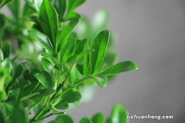 米兰花秋天怎么养