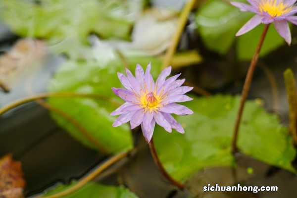 睡莲秋天怎么养
