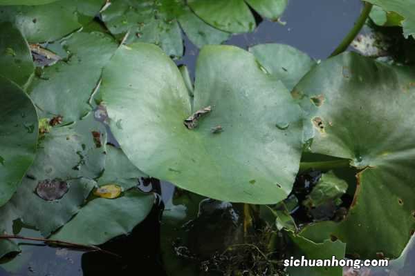 睡莲秋天怎么养