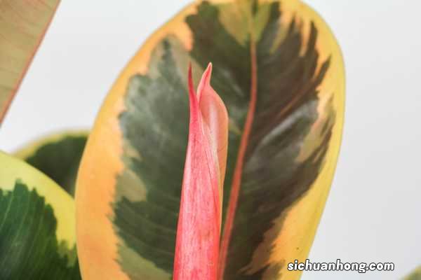 橡皮树怎么繁殖