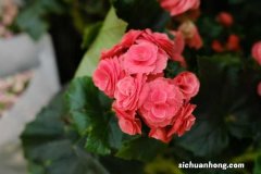 丽格海棠怎么养