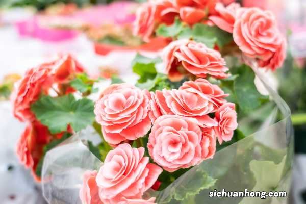 丽格海棠怎么养