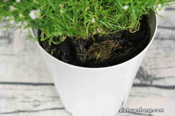 满天星的养殖方法和注意事项