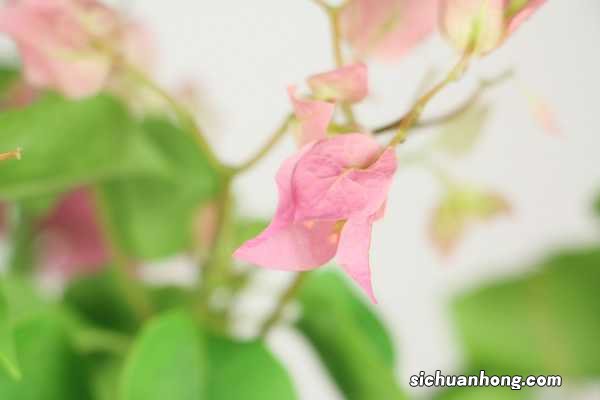 盆栽三角梅的养殖方法和注意事项