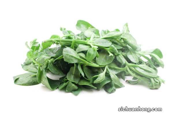 牡丹吊兰和穿心莲是一种植物吗