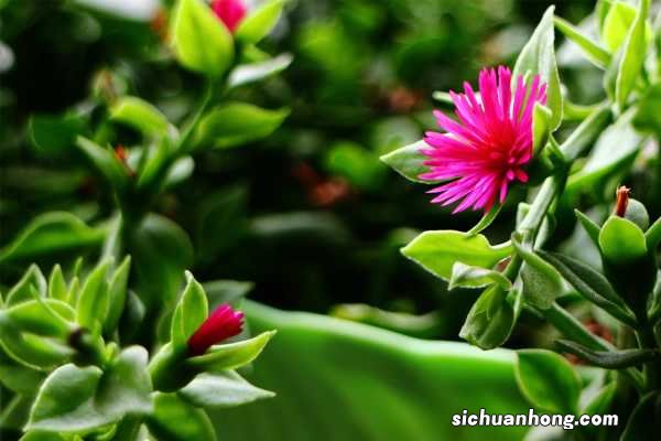 牡丹吊兰和穿心莲是一种植物吗