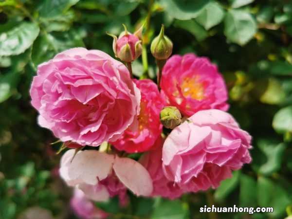 蔷薇花怎么种植