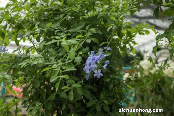 蓝雪花的养殖方法