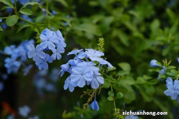 蓝雪花的养殖方法