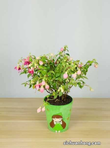 倒挂金钟怎样扦插