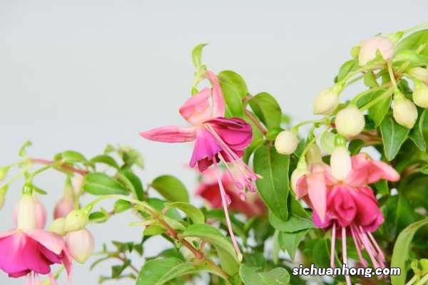 倒挂金钟怎样扦插