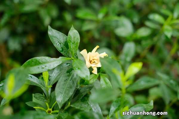 栀子花养不好的原因