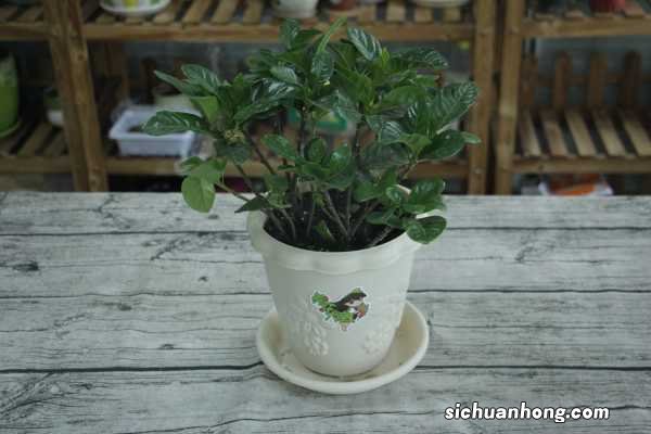 栀子花养不好的原因